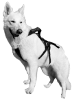 A white dog