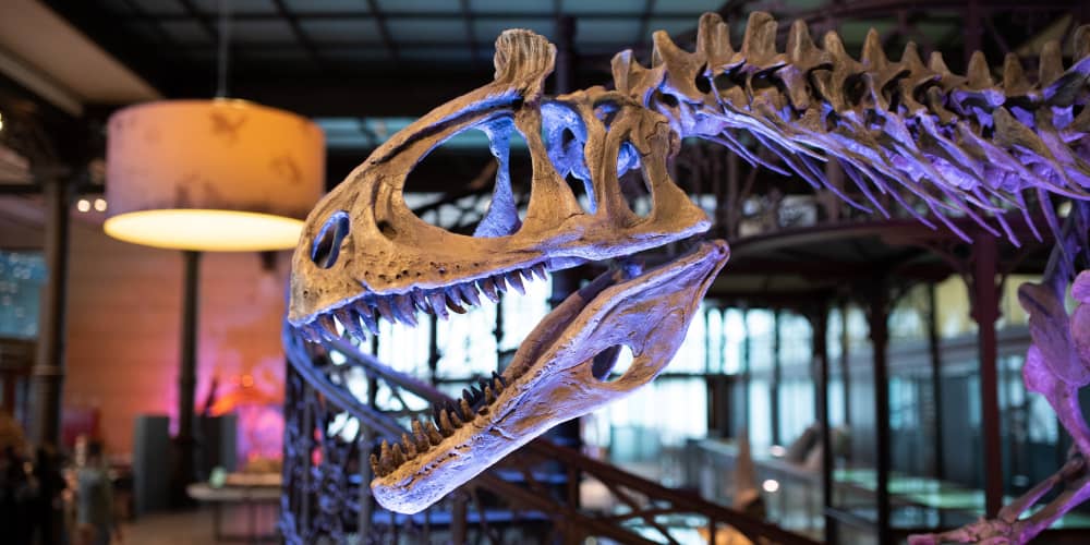 Dinosaur skeleton head in Museum