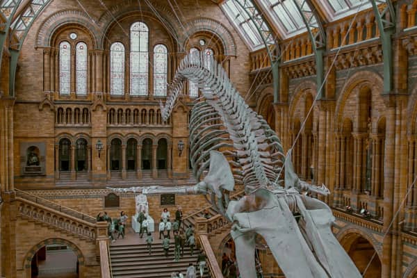 Big dinosaur skeleton inside museum